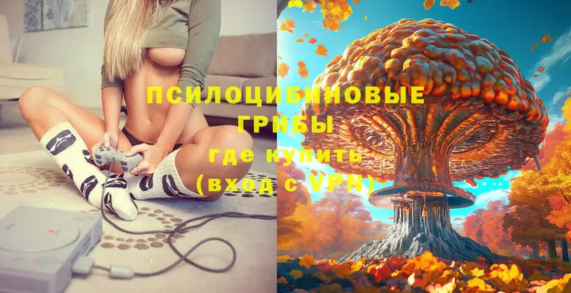 Галлюциногенные грибы Psilocybe  Шадринск 