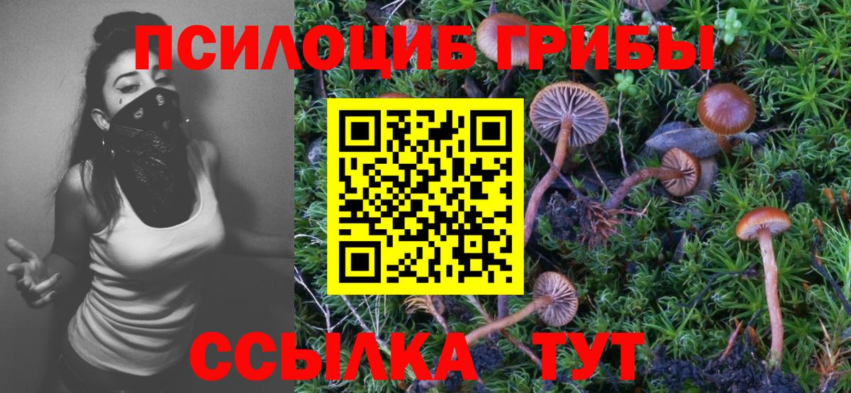 Галлюциногенные грибы Psilocybine cubensis Шадринск